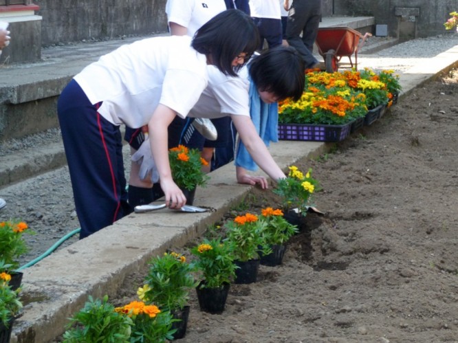 学園内の花壇に花を植えます。