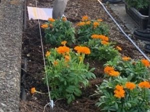 【オレンジガーデニングプロジェクト in いるま】