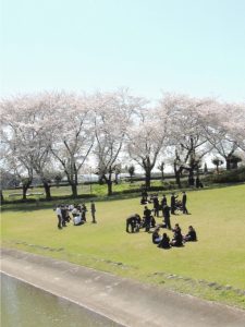 校内の桜が満開、見ごろです＜10日＞