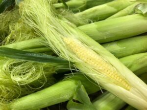 生物部　秋植えのトウモロコシの間引きを行いました！！