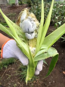 トウモロコシの収穫がピンチ！？黒穂病とアワノメイガの妨害