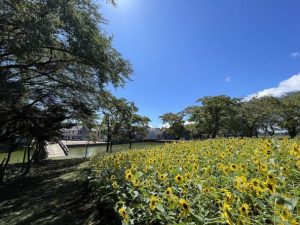 ひまわりが満開—平和への願い