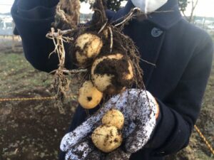 生物部　ジャガイモ収穫！！