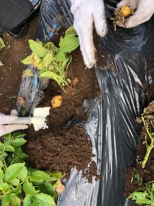 春ジャガイモの収穫スタート