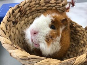 生物部のもるちゃん